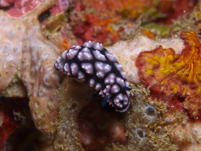 Wart slug, Escarceo